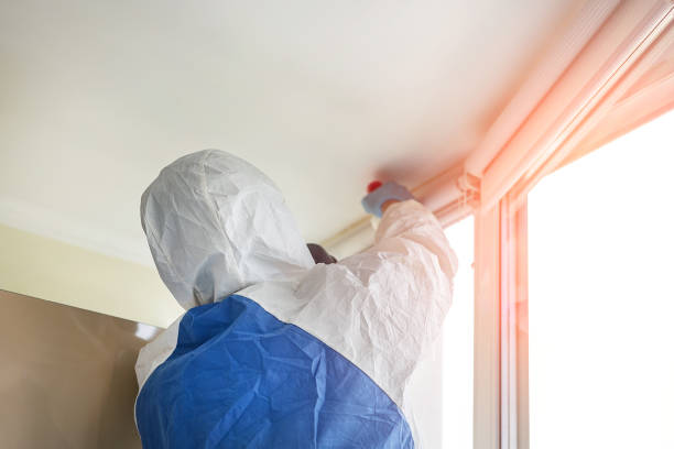 Mold Removal Services