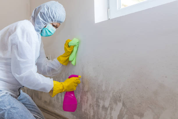 Why You Should Choose Our Mold Remediation Services in Jefferson, OR